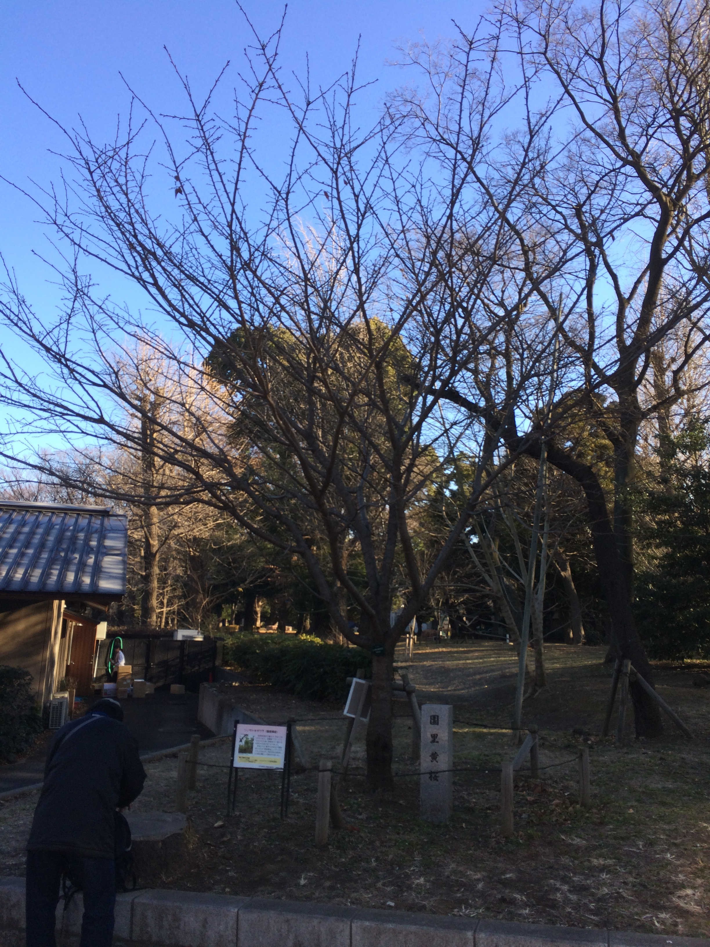 上野公園 　園里黄桜